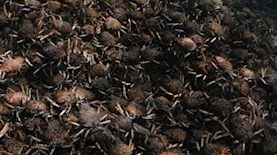 סרטני עכביש ארסיים